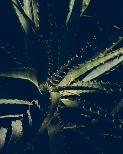 Aloevera gel s-thetics